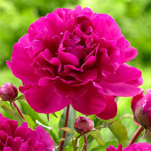 Пион Черри Хилл