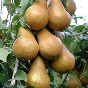 Саженцы Груша Бере Боск