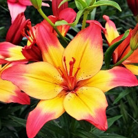 Луковицы  Лилия биколор азиатская Heartstring (Хертстрингс) (3шт.)