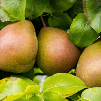 Саженцы Груша Бирюзовая