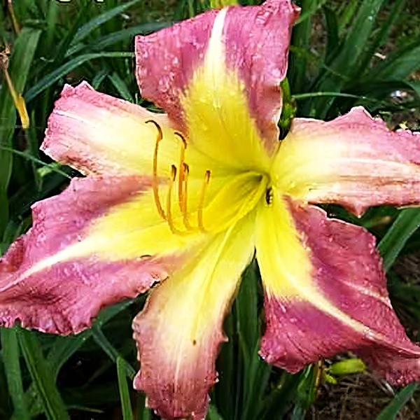 Саженцы Лилейник Star Of Fantasy (Стар оф Фэнтези)