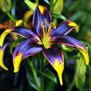  Лилия азиатская Lion Heart (Лайон Харт)