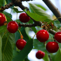 Саженцы Вишня Любимица