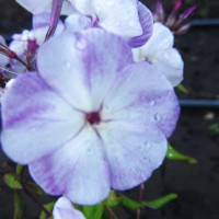 Саженцы Флокс Саша