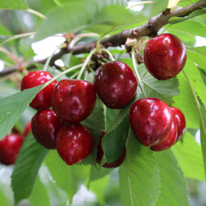 Саженцы Черешня Спутник