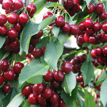 Саженцы Черешня Любимица Корвацкого