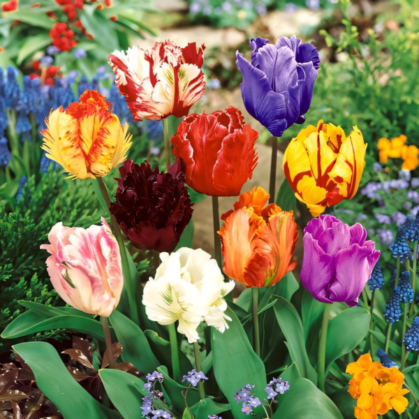 Луковицы Тюльпаны Пэррот, смесь окрасок (в упаковке - 3шт.)