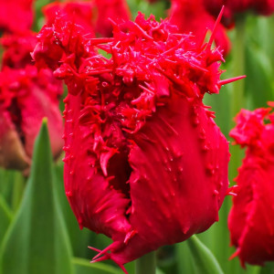 Тюльпан бахромчатый Барбадос (в упаковке - 3шт.)