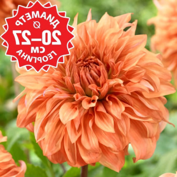 Саженцы Георгина Hercules