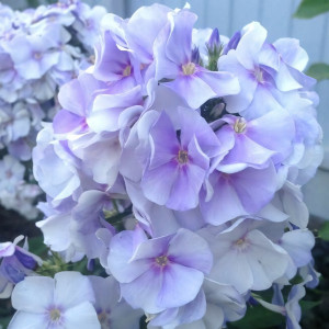 Саженцы Флокс метельчатый Новинка