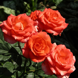 Саженцы Роза спрей Алегрия