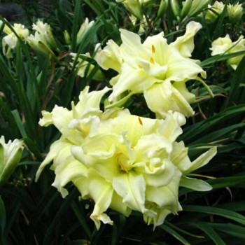 Саженцы Лилейник Maymont Double (Мэймонт Дабл)