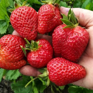 Клубника Гарда  (упаковка 5 шт.)