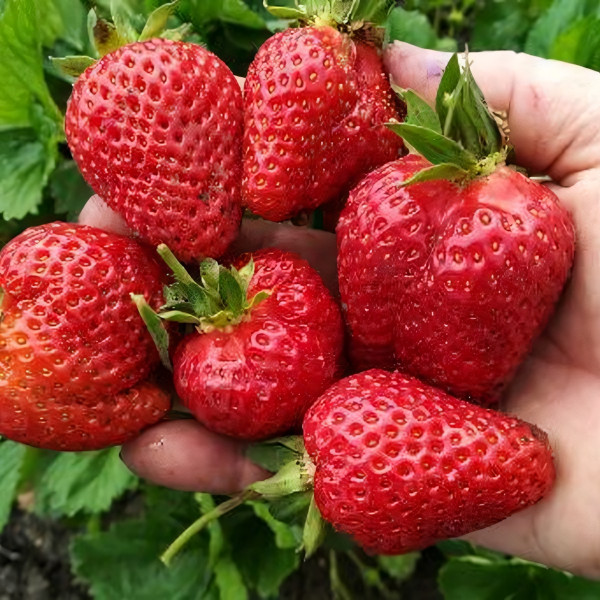 Саженцы Клубника Гарда  (упаковка 5 шт.)