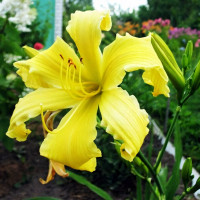 Саженцы Лилейник Ben Bachman (Бен Бачман)