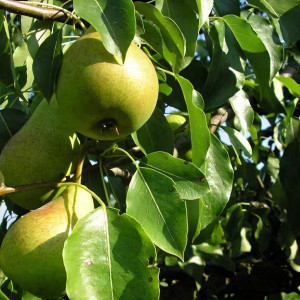 Саженцы Груша Башкирская Осенняя