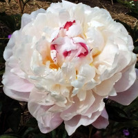 Саженцы Пион Vogue (Вог)