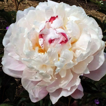 Саженцы Пион Vogue (Вог)