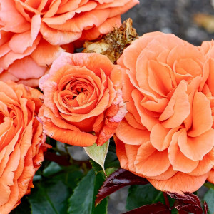 Саженцы Роза флорибунда Феникс