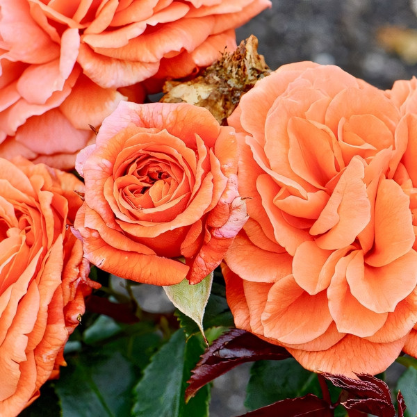 Саженцы Роза флорибунда Феникс