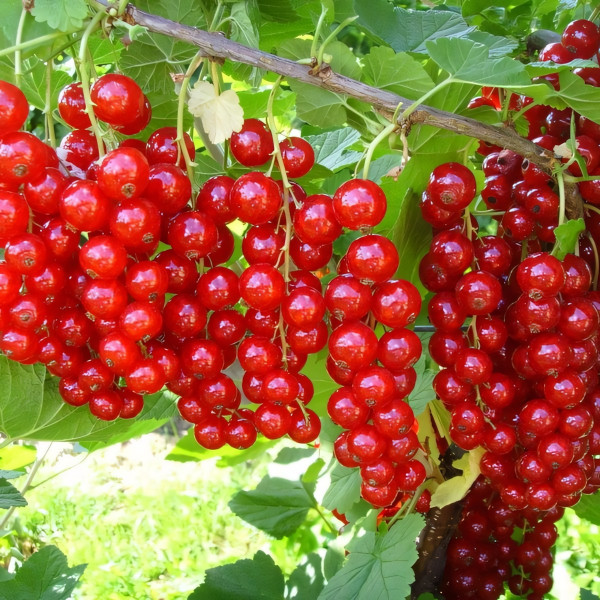 Саженцы Смородина красная Джонкер ван Тетс