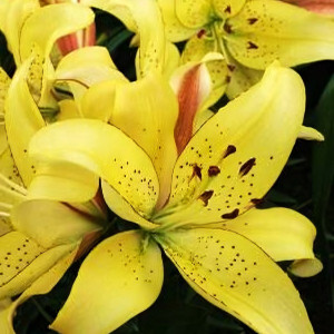  Лилия АОА гибрид Fields Of Gold (Филдс Оф Голд)