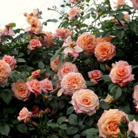 Саженцы Роза плетистая Барок
