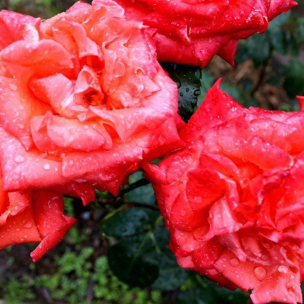 Саженцы Роза флорибунда Коралловый Сюрприз