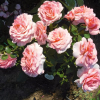 Саженцы Роза флорибунда Тиклед Пинк