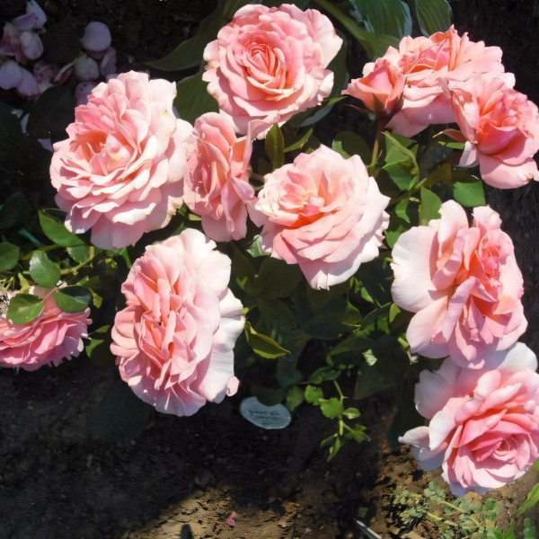 Саженцы Роза флорибунда Тиклед Пинк