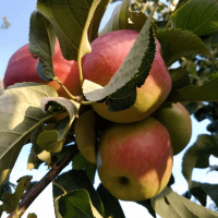 Саженцы Яблоня Жигулевское