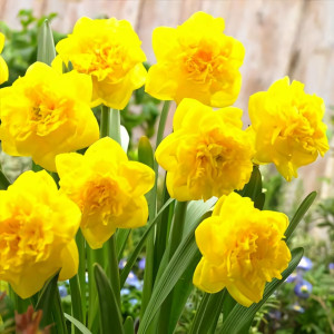 Нарцисс махровый Истертайд (в упаковке - 3шт.)