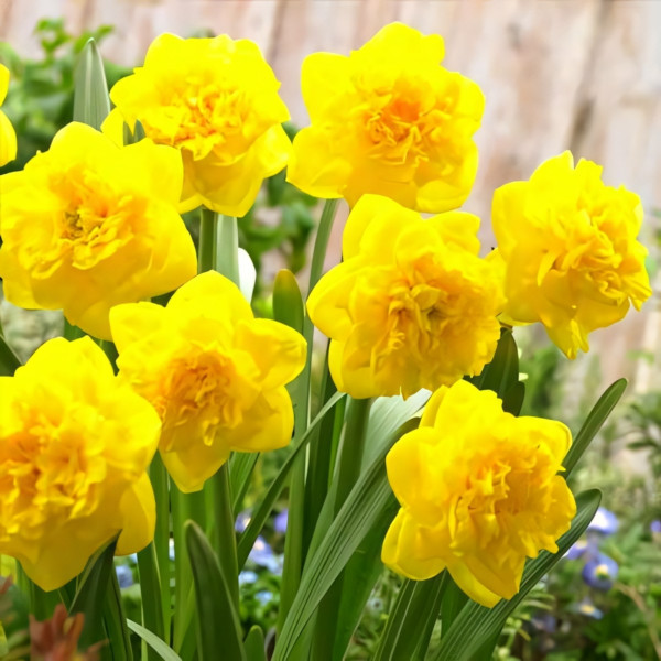 Луковицы Нарцисс махровый Истертайд (в упаковке - 3шт.)