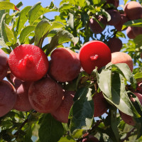 Саженцы Слива Ред Харт