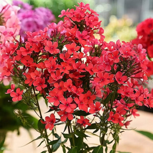 Саженцы Флокс метельчатый Early Red (Эрли Рэд)