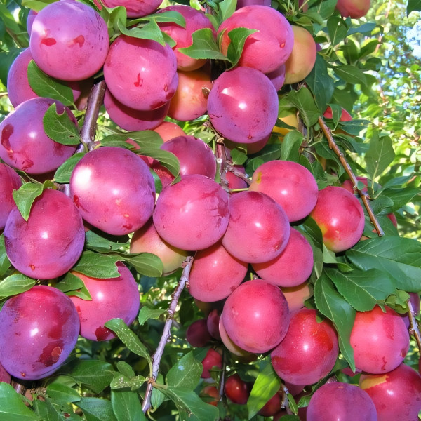 Саженцы Алыча Колоновидная