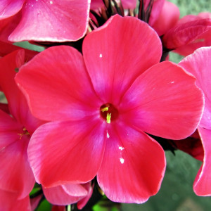 Саженцы Флокс метельчатый Windsor (Виндзор)