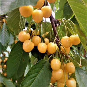 Саженцы Черешня Янтарная