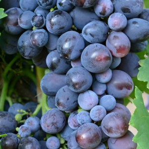 Саженцы Виноград Кардинал