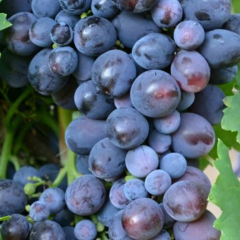 Саженцы Виноград Кардинал