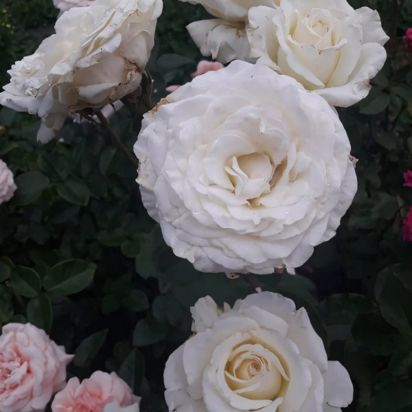 Саженцы Роза чайно-гибридная Ирина