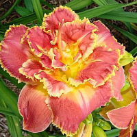 Саженцы Лилейник Susan Pritchard Petit (Сьюзан Притчард Пети)