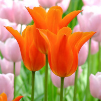 Луковицы Тюльпан лилиецветный Балерина (в упаковке - 3шт.)