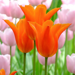 Тюльпан лилиецветный Балерина (в упаковке - 3шт.)