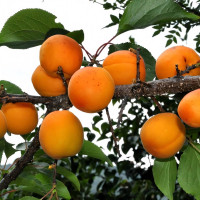 Саженцы Абрикос Медовый