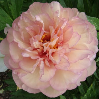 Саженцы Пион Scrumdidleyumptious (Скрамдидлейампшес)