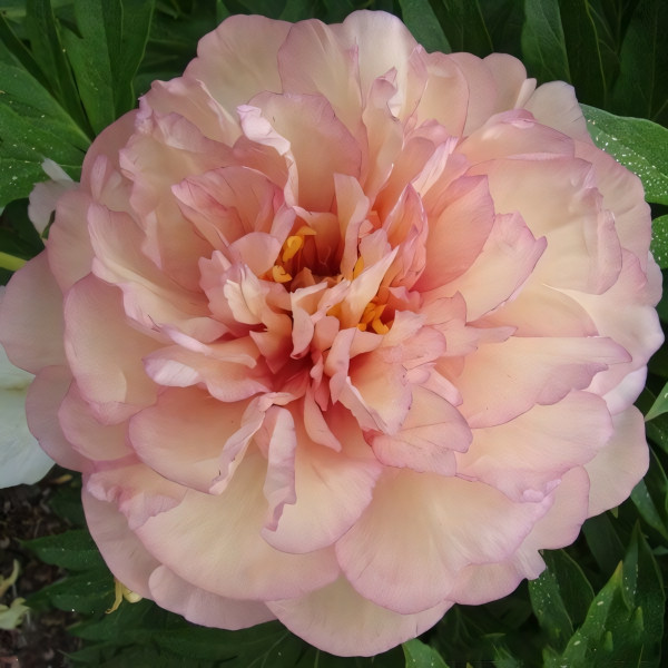 Саженцы Пион Scrumdidleyumptious (Скрамдидлейампшес)