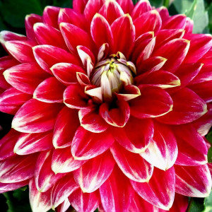 Саженцы Георгина Mr Optimist