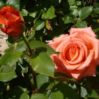 Саженцы Роза чайно-гибридная Импульс