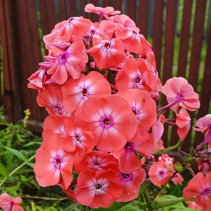 Саженцы Флокс метельчатый Orange Perfection (Оранж Перфекшион)